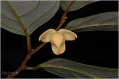 Friesodielsia sahyadrica